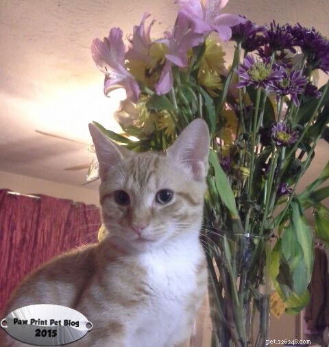 How to Keep Your Indoor Cat Happy and Healthy