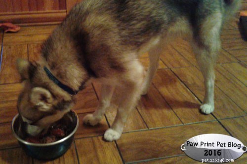 Satisfying Steak Treats for Your Dogs