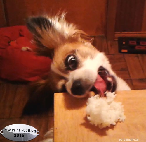 Should Dogs Eat Rice? Pros, Cons, and Alternatives
