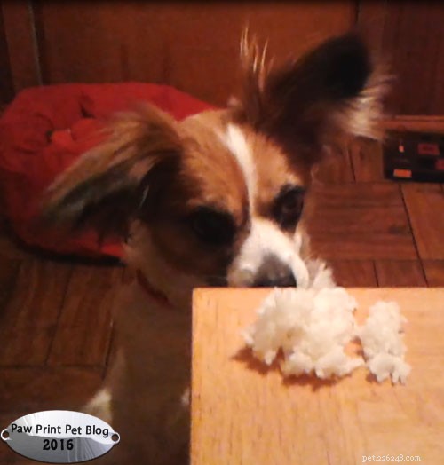 Should Dogs Eat Rice? Pros, Cons, and Alternatives