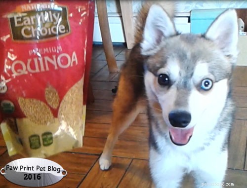 Quinoa: A Nutrient-Packed Superfood for You and Your Pets
