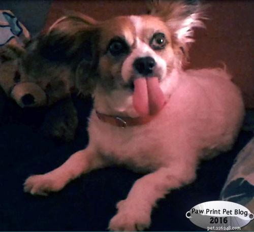 Peanut Butter: The Classic Dog Treat Everyone Loves