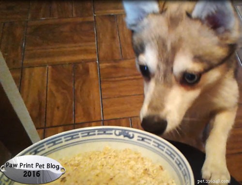 The Benefits of Oats for Dogs: A Nutritious Treat Guide