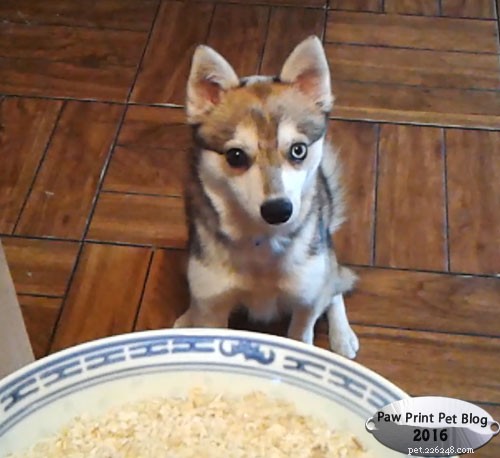 The Benefits of Oats for Dogs: A Nutritious Treat Guide