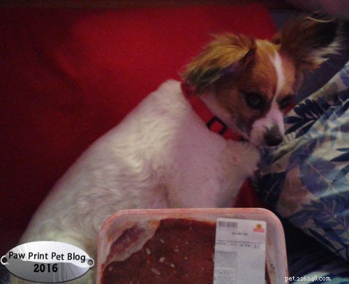 The Benefits of Liver in Your Dog’s Diet
