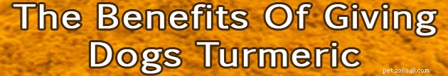 Turmeric’s Proven Benefits for Our Senior Dog’s Arthritis Relief