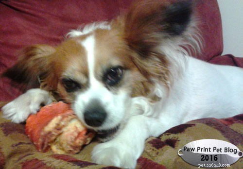 Turmeric’s Proven Benefits for Our Senior Dog’s Arthritis Relief