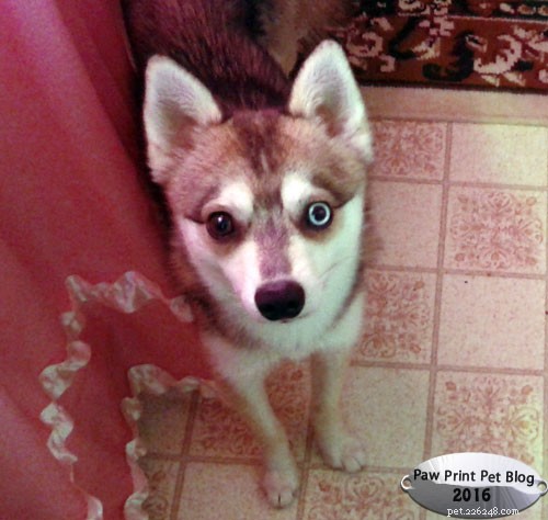 Understanding Leptospirosis in Dogs: Symptoms, Risks, and Prevention
