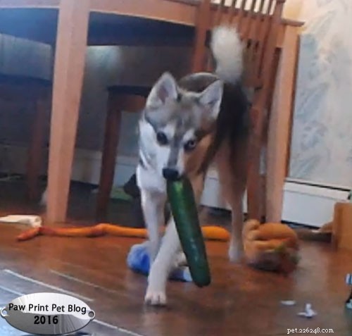 Is Zucchini Safe for Dogs? A Guide to Feeding Your Canine