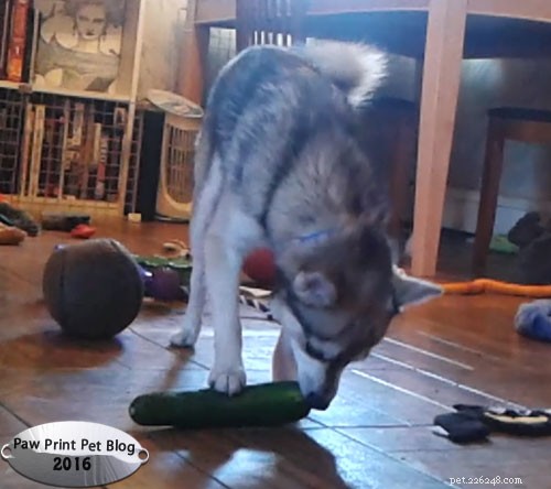 Is Zucchini Safe for Dogs? A Guide to Feeding Your Canine