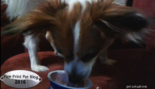 Yogurt for Dogs: Health Benefits, Safety Tips, and How to Choose the Right Product