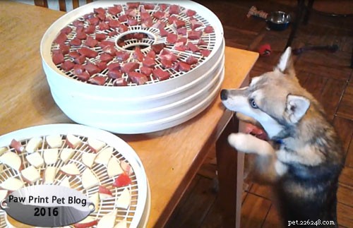 X-Ready: Exceptional Dog Treats for Training Success