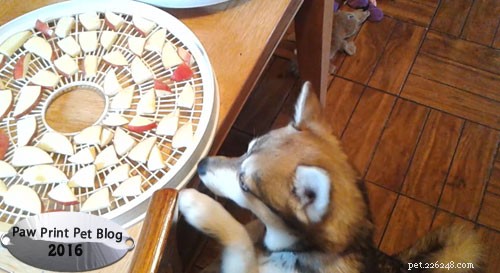X-Ready: Exceptional Dog Treats for Training Success