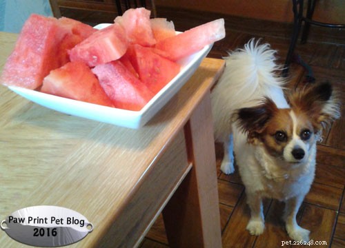 Is Watermelon Safe for Dogs? A Summer Snack Guide