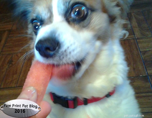 Is Watermelon Safe for Dogs? A Summer Snack Guide