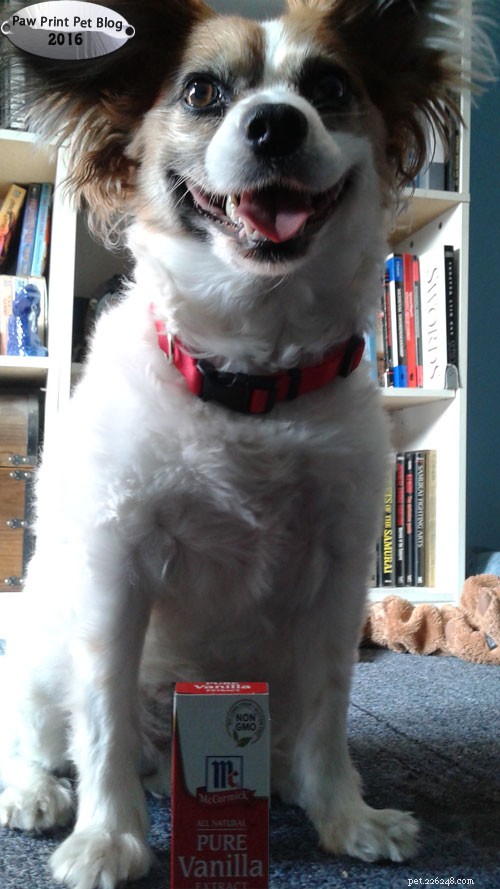 Is Vanilla Safe for Dogs? Understanding the Risks and Benefits