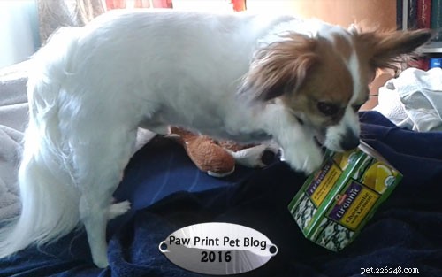 Safe Teas for Dogs: Benefits & What to Avoid