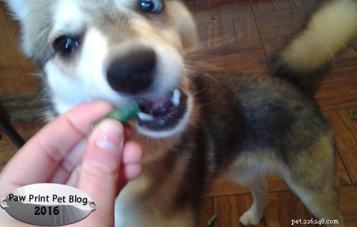 Raw Food Diets for Dogs: What You Need to Know