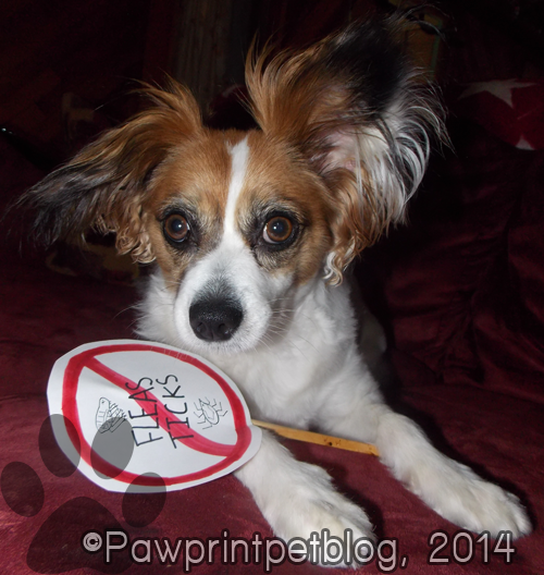 Discover Trusted Alternatives to Conventional Chemical Flea & Tick Prevention