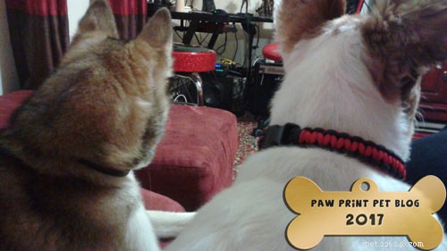 Affordable Spay & Neuter Programs: Save Pets & Your Wallet