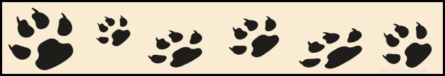 Affordable Spay & Neuter Programs: Save Pets & Your Wallet