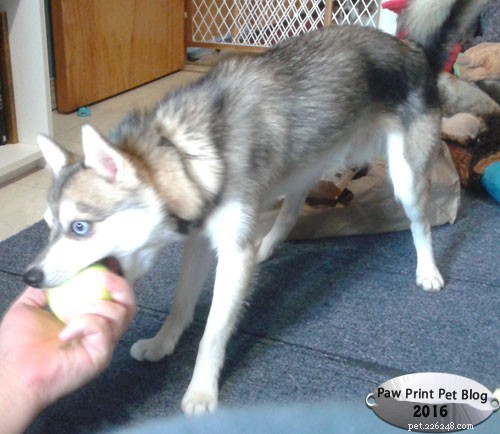 Pet Obesity: A Rising Epidemic Impacting Health & Longevity