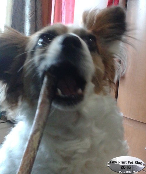 Grapes and Raisins: The Hidden Danger to Dogs – What You Must Know