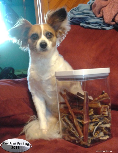 Choosing the Best Holiday Treats for Your Pets