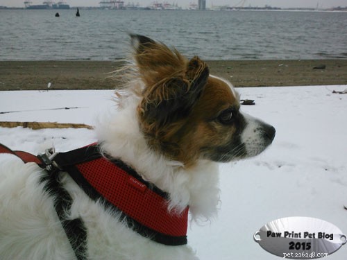 Indoor Dog Exercise: Keep Your Pet Active & Healthy When the Weather Fails