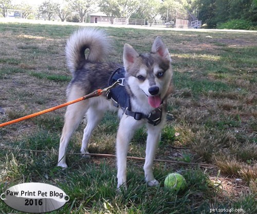 Why Small Dogs Should Walk in a Harness, Not a Collar