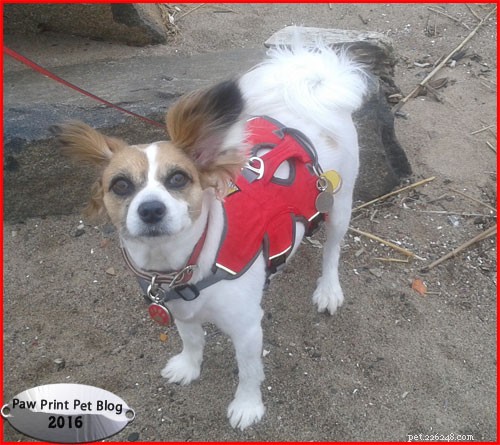 Why Small Dogs Should Walk in a Harness, Not a Collar