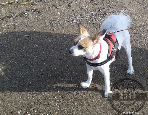 Give Your Pet the Optimal Diet They Deserve—Start Today