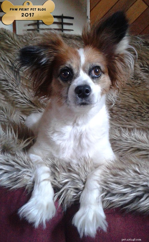 Do Dogs Contract Colds from Humans? What You Need to Know