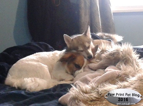Do Dogs Contract Colds from Humans? What You Need to Know