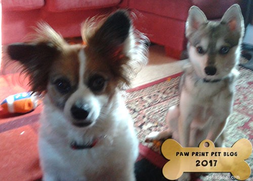 NaturVet Aller-911 Allergy Aid: A Comprehensive Review for Pets with Food & Environmental Allergies
