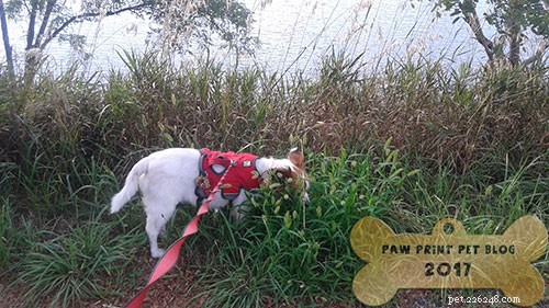 How to Handle a Snake Bite on Your Dog: Immediate Steps & Care