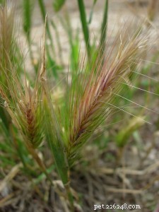 Safeguard Your Pets Against Foxtail Parasites