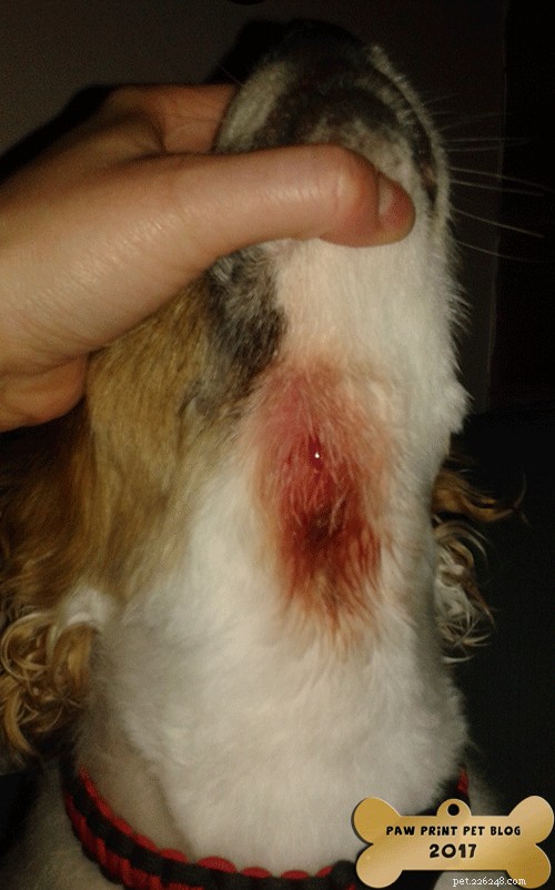 How to Treat Dog Hot Spots and Allergies This Summer