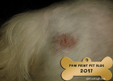 How to Treat Dog Hot Spots and Allergies This Summer