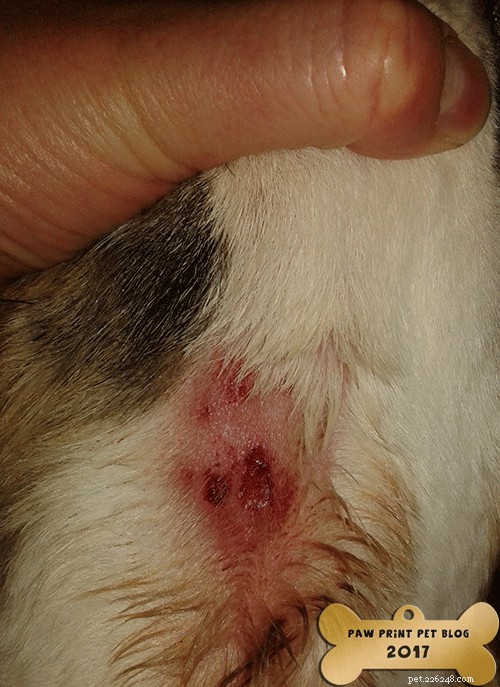 How to Treat Dog Hot Spots and Allergies This Summer