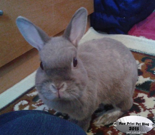 Why Barnaby Loves Oxbow Supplement Treats: A Rabbit Care Test
