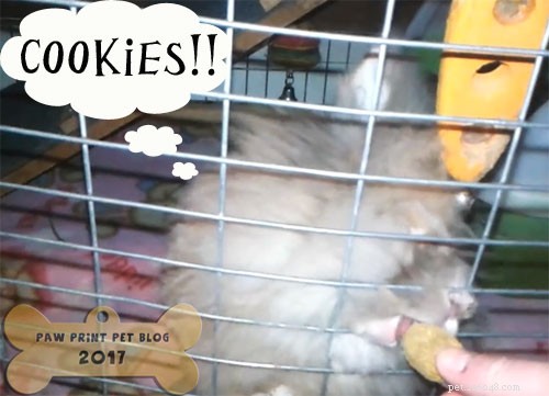 Why Barnaby Loves Oxbow Supplement Treats: A Rabbit Care Test