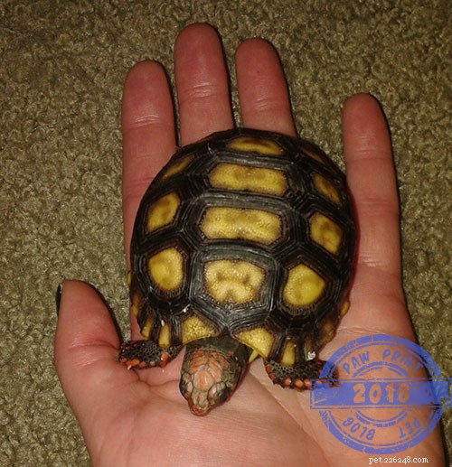 Understanding Tortoise Marbling: Causes, Symptoms, and When to Seek Care