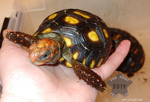 Understanding Tortoise Marbling: Causes, Symptoms, and When to Seek Care