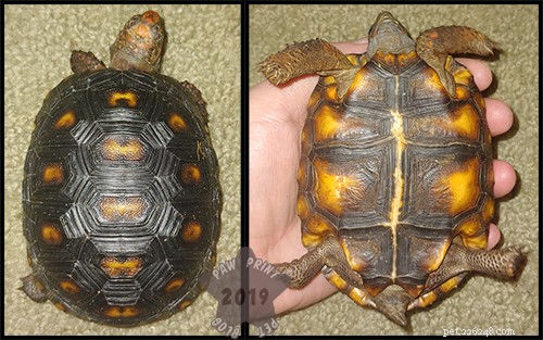 Understanding Tortoise Marbling: Causes, Symptoms, and When to Seek Care