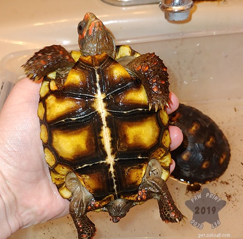 Understanding Tortoise Marbling: Causes, Symptoms, and When to Seek Care