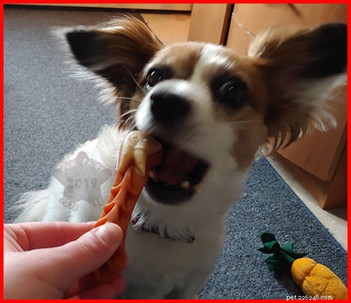 National Pet Dental Health Month: Whimzees & Expert Tips for Healthy Smiles
