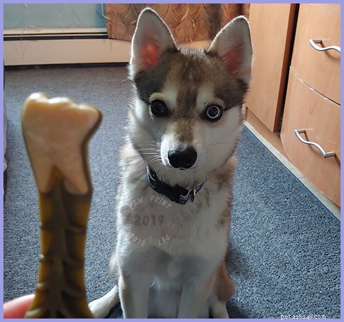 National Pet Dental Health Month: Whimzees & Expert Tips for Healthy Smiles