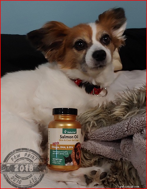 Why Salmon Oil Boosts Your Dog s Health