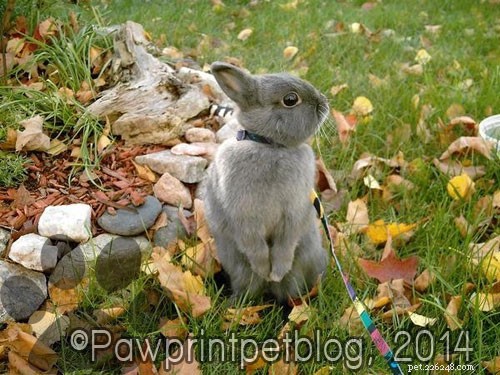 November: National Pet Cancer Awareness Month – Raising Awareness & Hope